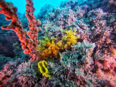 ...e soprattutto le �margherite di mare�, sottospecie delle cnidari, che donano luminosit� al fondale con il loro giallo sfavillante